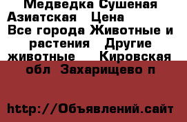 Медведка Сушеная Азиатская › Цена ­ 1 400 - Все города Животные и растения » Другие животные   . Кировская обл.,Захарищево п.